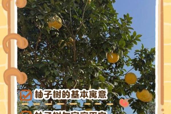 房子屋顶能种柚子树吗风水