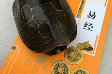 什么龟壳算命比较好
