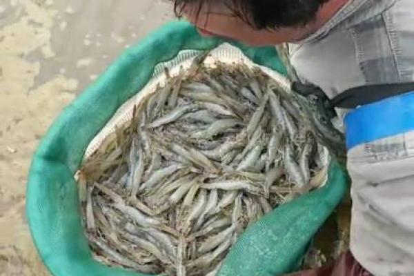 家中能养鸡鸭吗吉凶测试